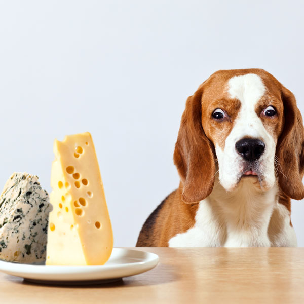 Can dogs eat cheese? 