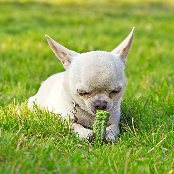 A dog on the grass eating a cucumber. 