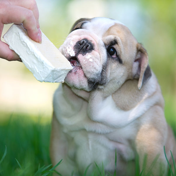 Dog enjoying a frozen treat.