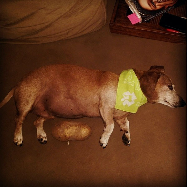 dogs eat potatoes can dogs eat potatoes safely what about sweet potatoes dogs eat potatoes can dogs eat potatoes safely what about sweet potatoes