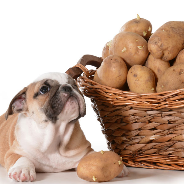 Can Dogs Eat Potatoes Safely? What About Sweet Potatoes?