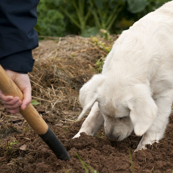 A dog digging as someone else digs on a farm, too. 