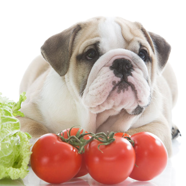 An English bulldog puppy with tomatoes. 