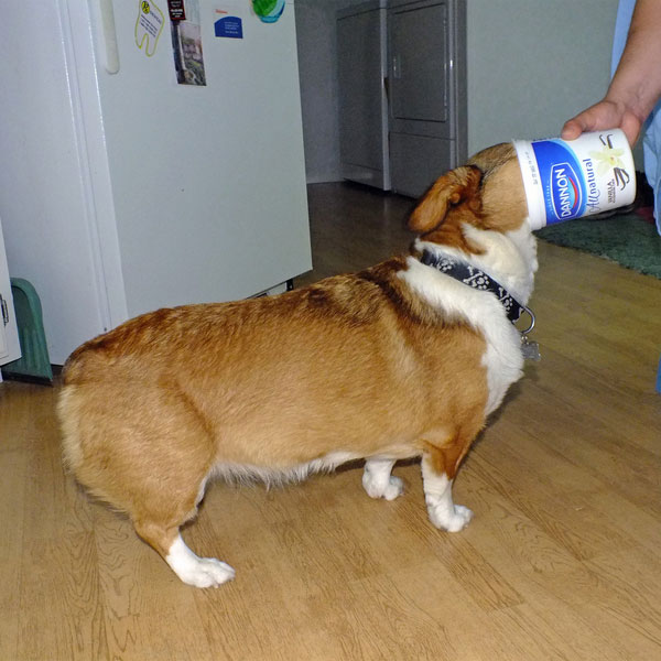 Can dogs eat yogurt? 