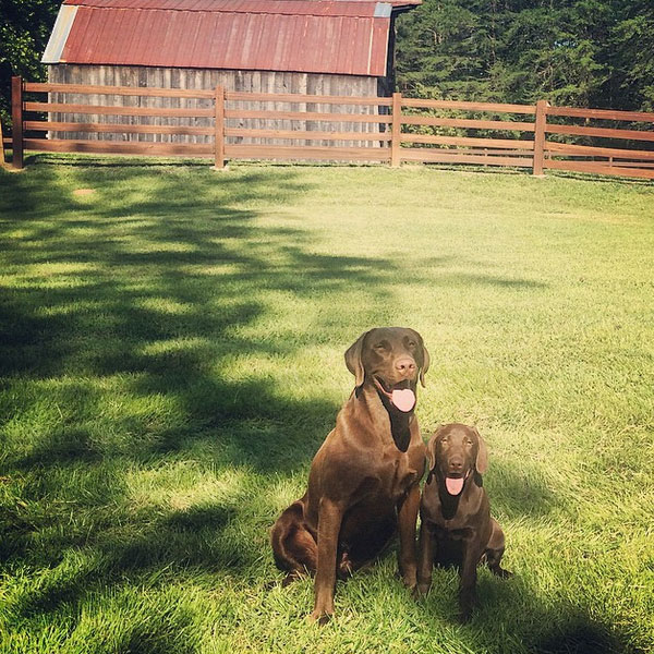 lab puppies in pa chocolate labrador retriever puppies in pa photo lab puppies in pa chocolate labrador retriever puppies in pa photo