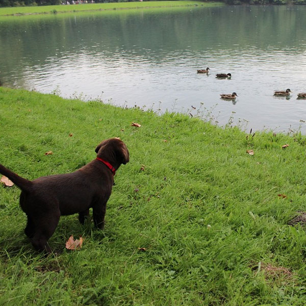 chocolate lab puppy names puppy names chocolate lab dogs our friends photo chocolate lab puppy names puppy names chocolate lab dogs our friends photo