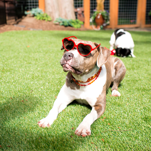 congestive failure dogs congestive failure in dogs what you need to congestive failure dogs congestive failure in dogs what you need to