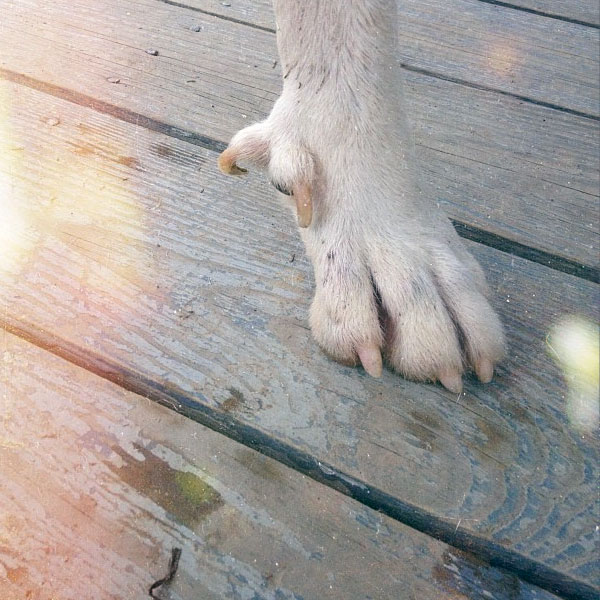 Dogs sometimes have double dewclaws.