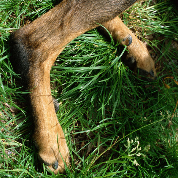 Dog dewclaws sometimes appear on a pup's hind legs. 