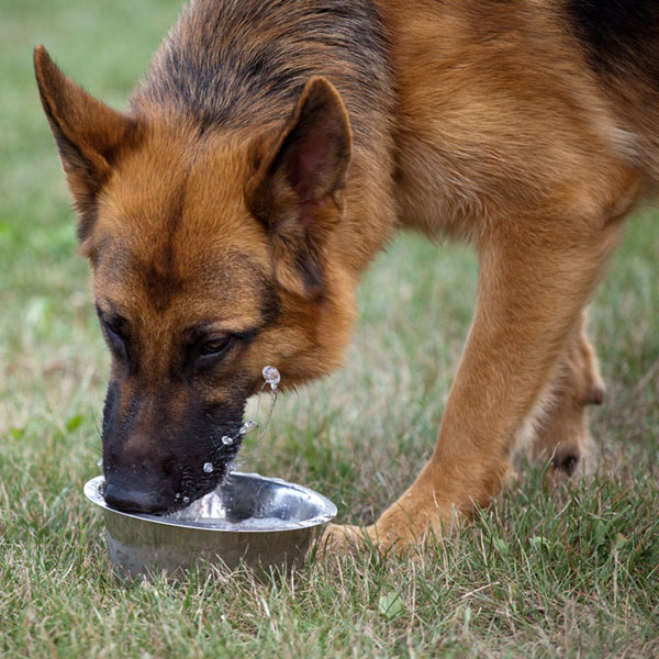 symptoms of diabetes in dogs can dogs get diabetes symptoms of diabetes in dogs can dogs get diabetes