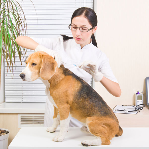 symptoms of diabetes in dogs can dogs get diabetes symptoms of diabetes in dogs can dogs get diabetes