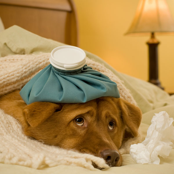 distemper symptoms in puppies distemper in dogs it s deadly but also preventable distemper symptoms in puppies distemper in dogs it s deadly but also preventable