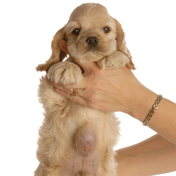 Do dogs have belly buttons?