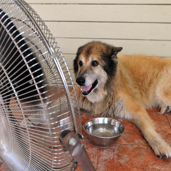 do dogs sweat do dogs sweat do dogs sweat do dogs sweat