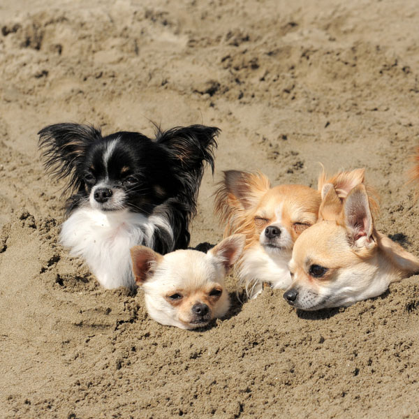 do dogs sweat do dogs sweat do dogs sweat do dogs sweat