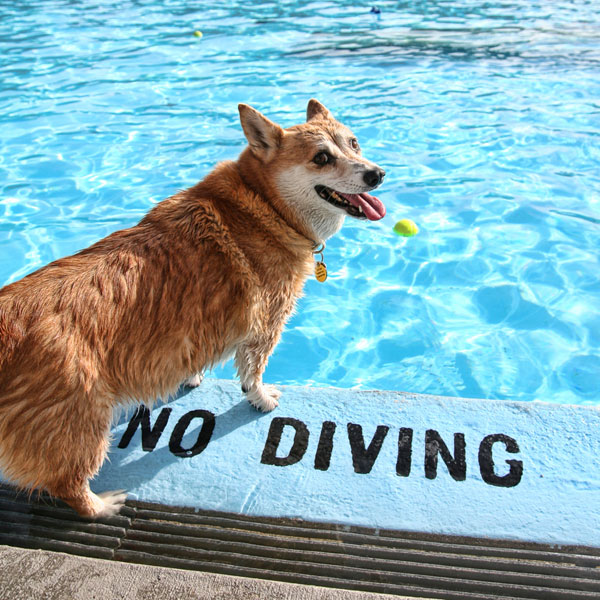 do dogs sweat do dogs sweat do dogs sweat do dogs sweat