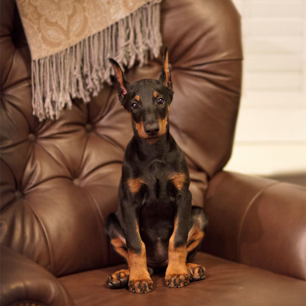 A Doberman Puppy on a chair. 