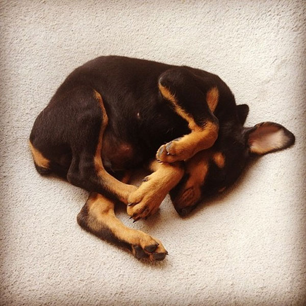A Doberman Puppy all curled up.