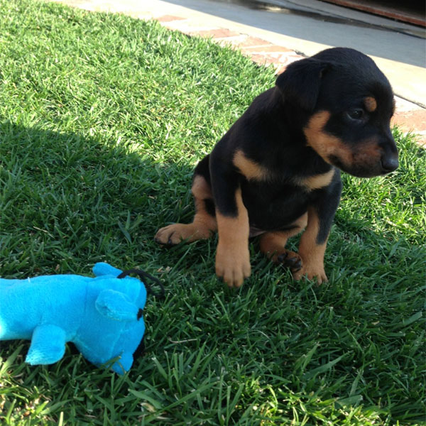 A Doberman Puppy playing with a toy.