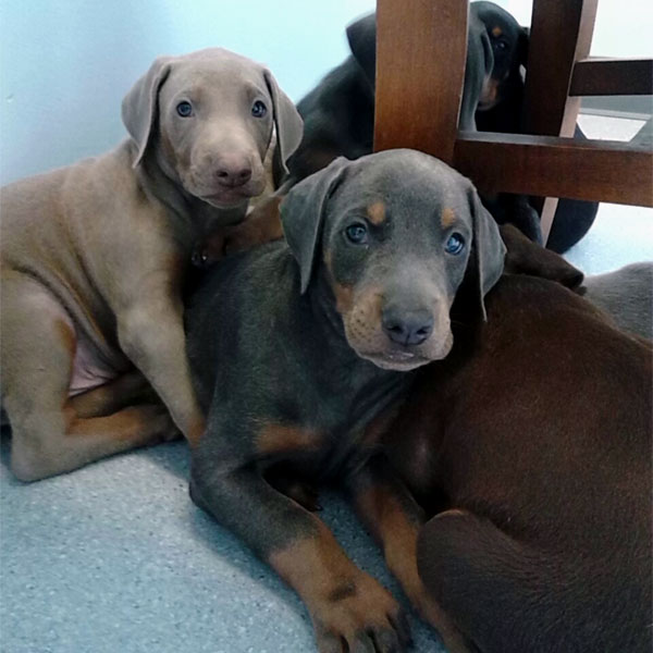 Two Doberman puppies, just hanging out! 