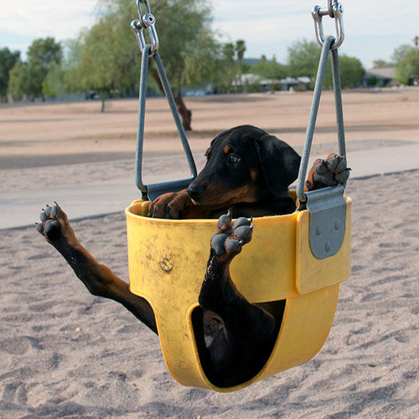 A Doberman Puppy on a swing.