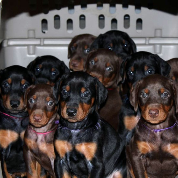 So many Doberman Puppies! 