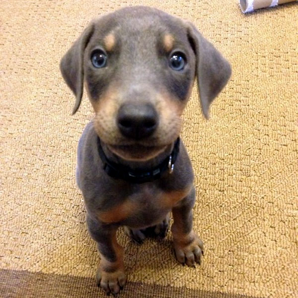 A cute Doberman puppy.