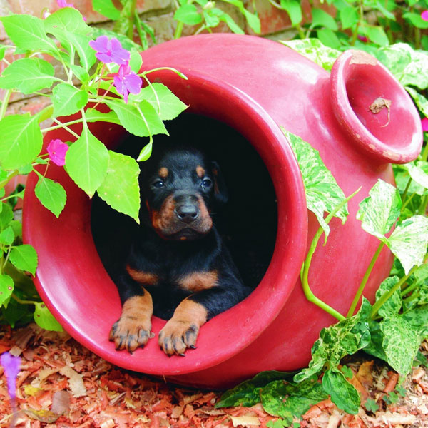 A Doberman Puppy.