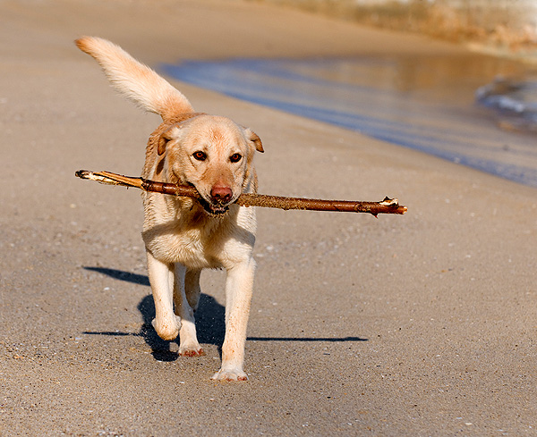 A senior dog plays with a stick on the beach.