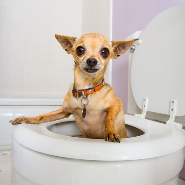 Dog Diarrhea Here s What You Need to Know dog health tips diarrhea