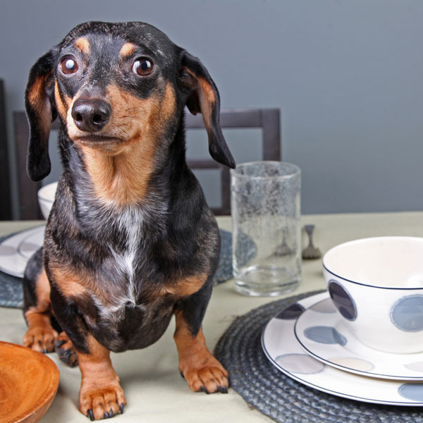 what to give dogs for diarrhea diarrhea here s what you need to what to give dogs for diarrhea diarrhea here s what you need to