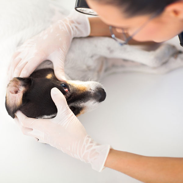 pug eye scratch what causes a eye infection pug eye scratch what causes a eye infection