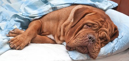 can dogs get the flu from humans can dogs get the flu can dogs get the flu from humans can dogs get the flu