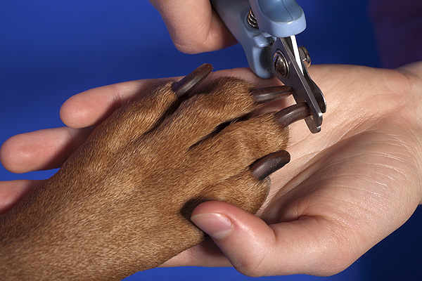 puppy s at home tips tips from a groomer how to trim your s nails at home puppy s at home tips tips from a groomer how to trim your s nails at home