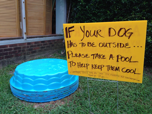 Kiddie pools for dogs to play in during the summer.