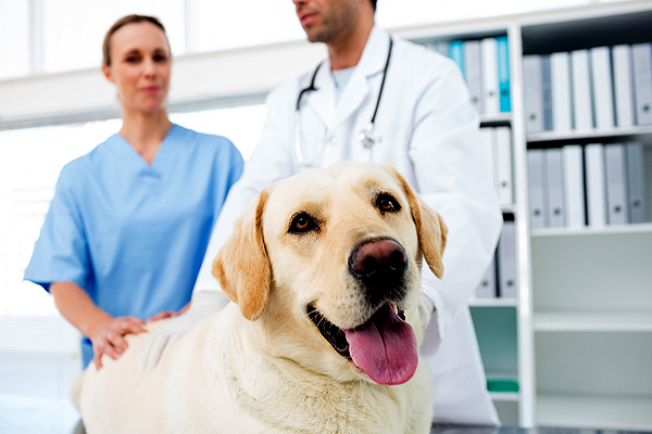 7 Ways to Reduce Your Dog's Stress at the Vet’s Office