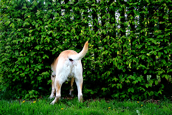 A dog's anal glands and butt as he digs in the backyard.