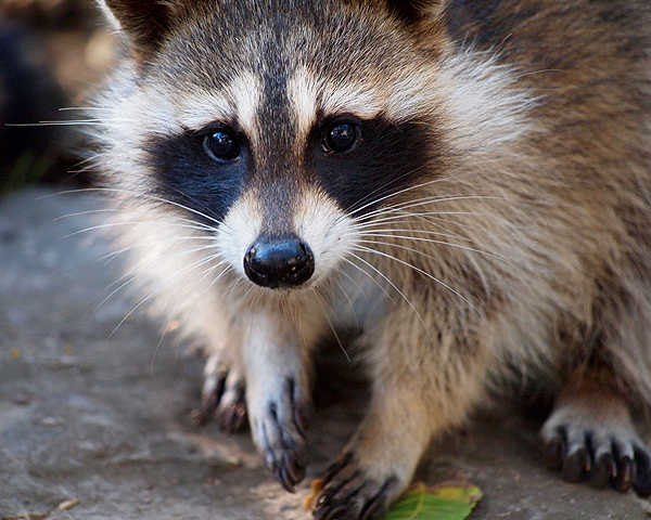 He’s cute, but he’s treacherous. Raccoon by Shutterstock.