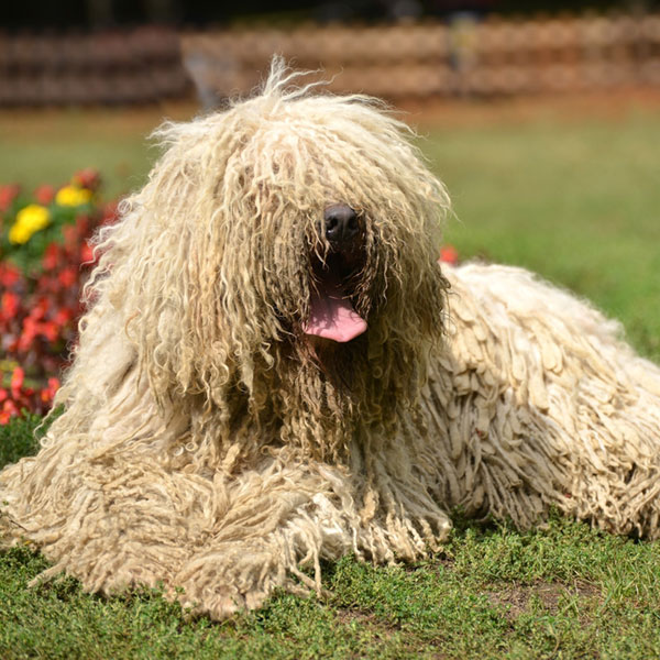 There are quite a few large low-shedding dogs.