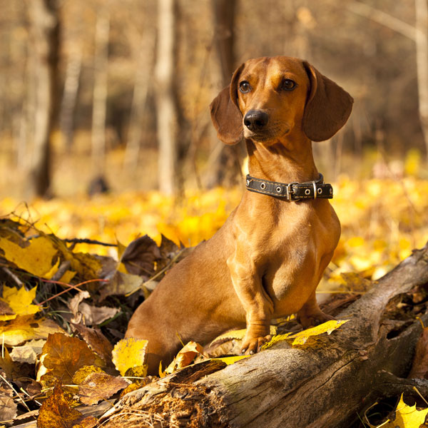 A Dachshund is a small dog that doesn’t shed — much.