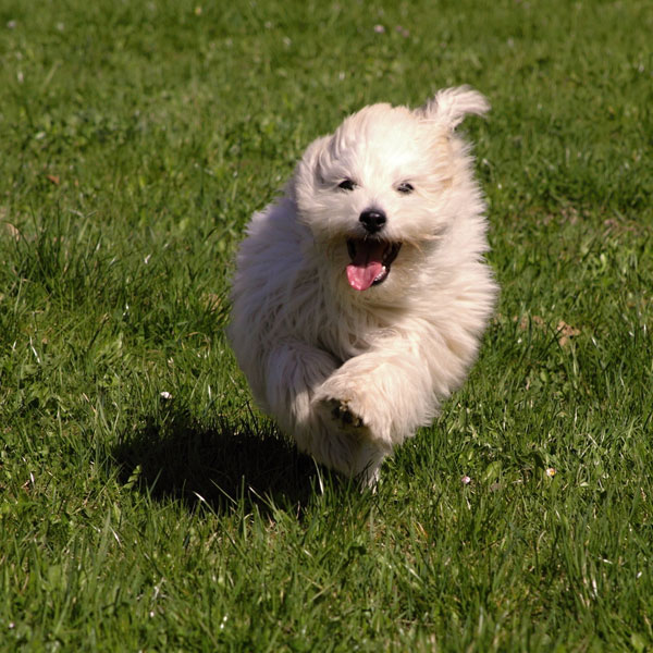 Dog shedding is completely manageable if you follow these tips.