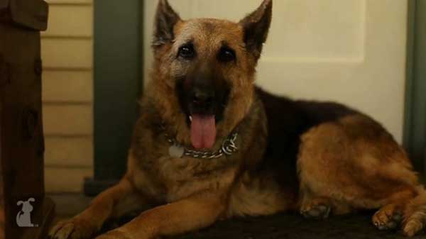 A German Shepherd Left to Die in Taiwan Finds a U.S. Home