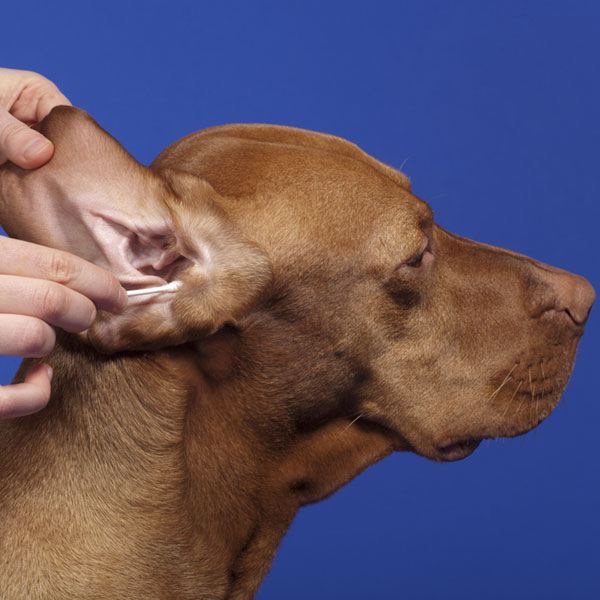 What is a treatment for dog ear mites?