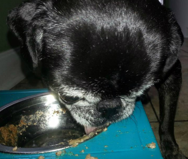 eye drops for pugs phoebe the senior pug saved new family from a eye drops for pugs phoebe the senior pug saved new family from a