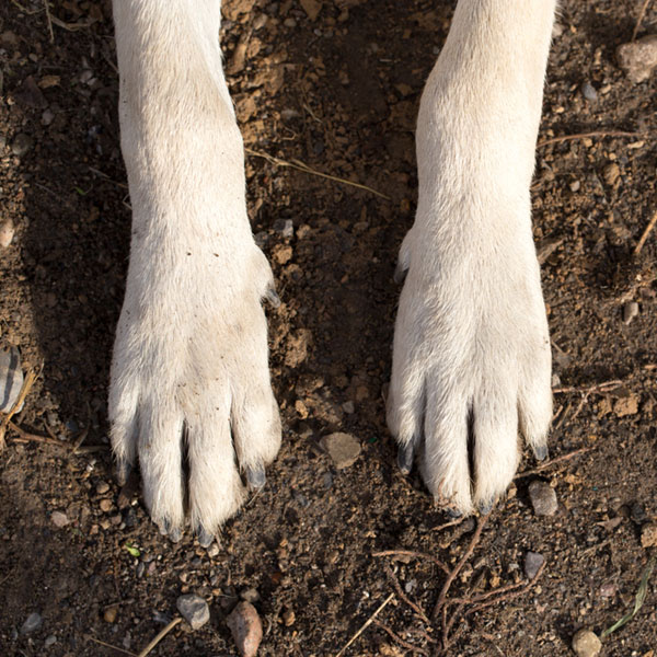 A close up of dog paws on a white dog. 