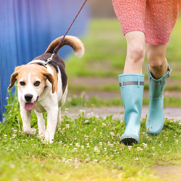 A beagle walks with a human in the rain. 