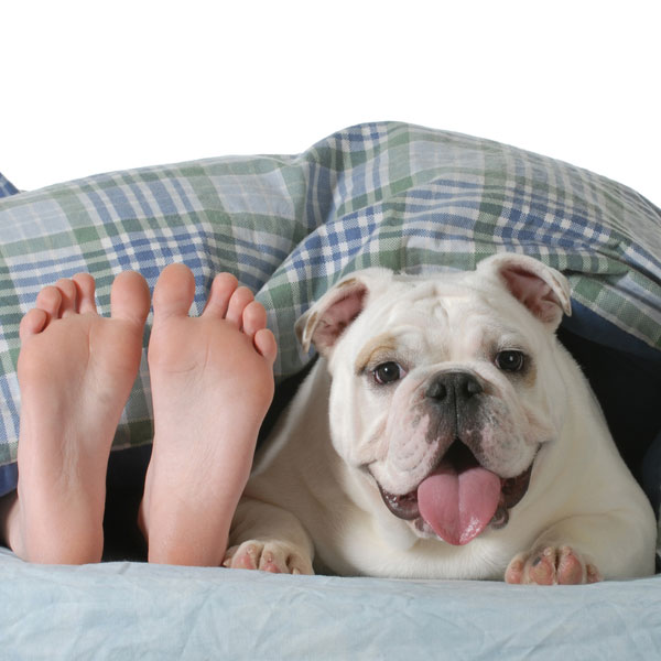 Human feet and a bulldog under a blanket. 