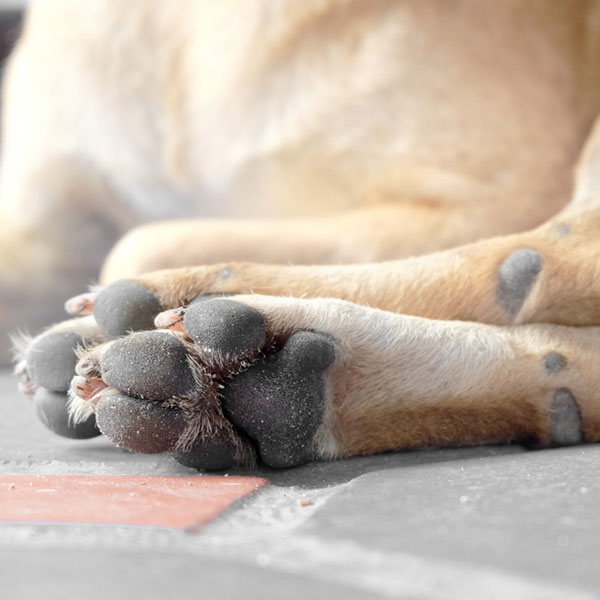 A close up of a dog's paws. 