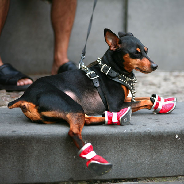 A dog with slippers on his paws. 