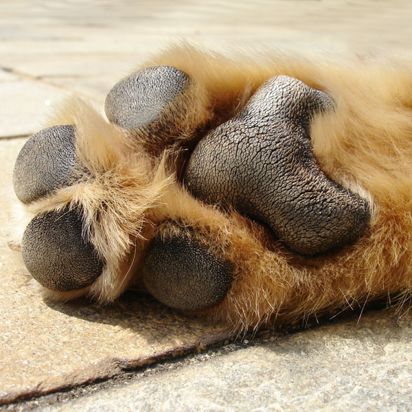 A close up of a dog paw. 
